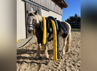 Tinker, Wallach, 3 Jahre, 140 cm, Schecke