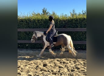 Tinker, Wallach, 3 Jahre, 140 cm, Schecke