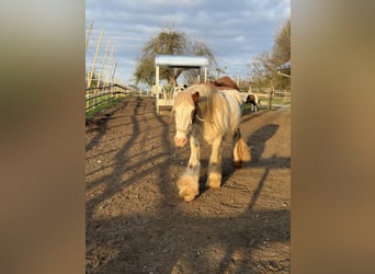 Tinker, Wallach, 3 Jahre, 140 cm, Schecke