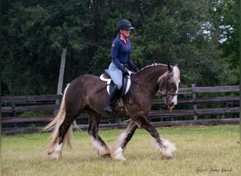 Tinker, Wallach, 3 Jahre, 140 cm