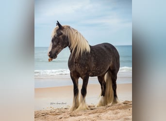 Tinker, Wallach, 3 Jahre, 140 cm