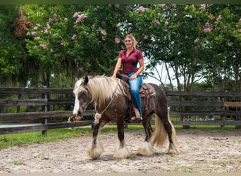 Tinker, Wallach, 3 Jahre, 140 cm