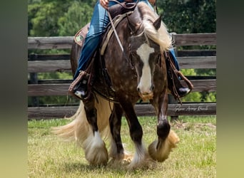 Tinker, Wallach, 3 Jahre, 140 cm