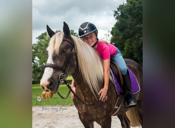 Tinker, Wallach, 3 Jahre, 140 cm