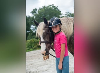 Tinker, Wallach, 3 Jahre, 140 cm