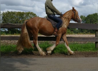 Tinker, Wallach, 3 Jahre, 141 cm, Fuchs
