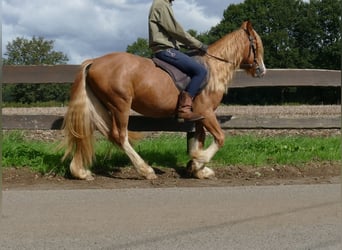 Tinker, Wallach, 3 Jahre, 141 cm, Fuchs