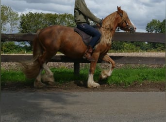 Tinker, Wallach, 3 Jahre, 141 cm, Fuchs