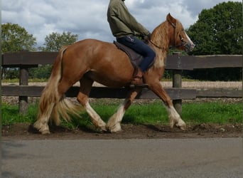 Tinker, Wallach, 3 Jahre, 141 cm, Fuchs