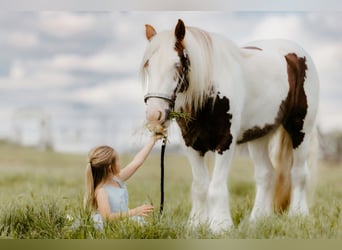 Tinker, Wallach, 3 Jahre, 142 cm, Tobiano-alle-Farben