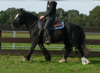 Tinker, Wallach, 3 Jahre, 143 cm, Rappe