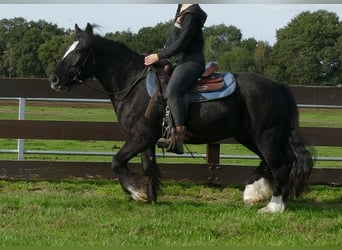 Tinker, Wallach, 3 Jahre, 143 cm, Rappe
