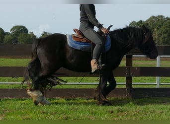 Tinker, Wallach, 3 Jahre, 143 cm, Rappe