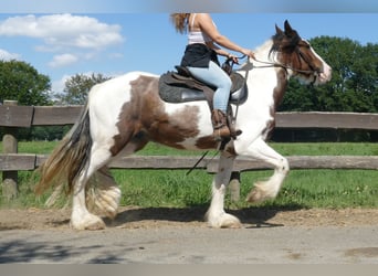 Tinker, Wallach, 3 Jahre, 149 cm, Schecke