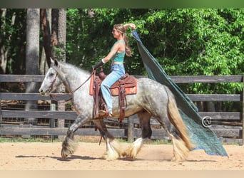 Tinker, Wallach, 3 Jahre, 150 cm, Schimmel