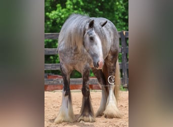 Tinker, Wallach, 3 Jahre, 150 cm, Schimmel