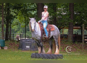 Tinker, Wallach, 3 Jahre, 150 cm, Schimmel
