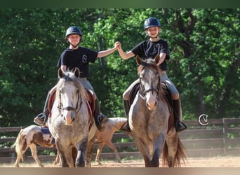 Tinker, Wallach, 3 Jahre, 150 cm, Schimmel