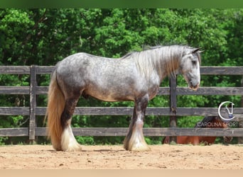 Tinker, Wallach, 3 Jahre, 150 cm, Schimmel