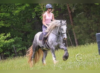 Tinker, Wallach, 3 Jahre, 150 cm, Schimmel