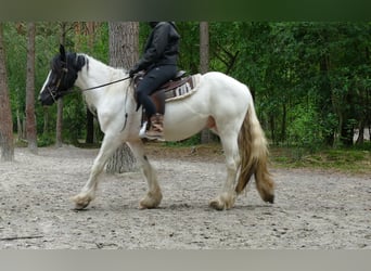 Tinker, Wallach, 3 Jahre, 151 cm, Schecke