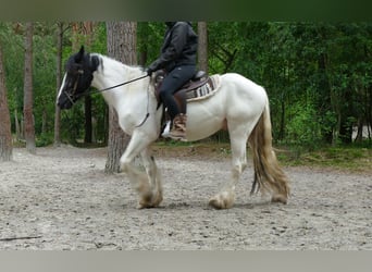 Tinker, Wallach, 3 Jahre, 151 cm, Schecke