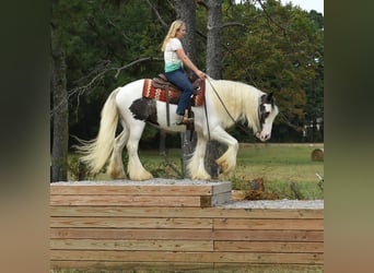 Tinker, Wallach, 3 Jahre, 152 cm, Tobiano-alle-Farben