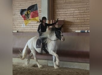 Tinker Mix, Wallach, 3 Jahre, 155 cm, Schecke