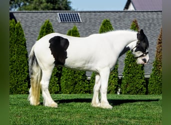 Tinker, Wallach, 3 Jahre, 157 cm
