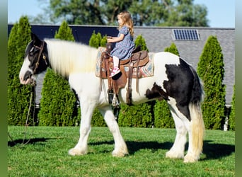 Tinker, Wallach, 3 Jahre, 157 cm