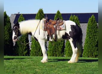 Tinker, Wallach, 3 Jahre, 157 cm