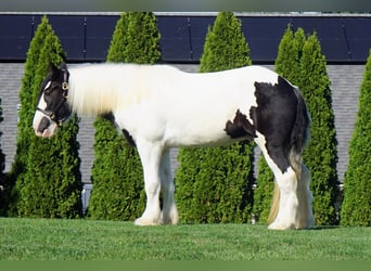 Tinker, Wallach, 3 Jahre, 157 cm