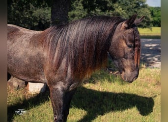 Tinker Mix, Wallach, 3 Jahre, Roan-Blue