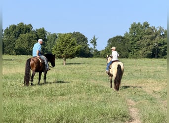 Tinker Mix, Wallach, 3 Jahre, Rotbrauner
