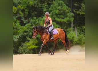 Tinker Mix, Wallach, 3 Jahre, Rotbrauner