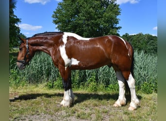Tinker Mix, Wallach, 3 Jahre, Schecke
