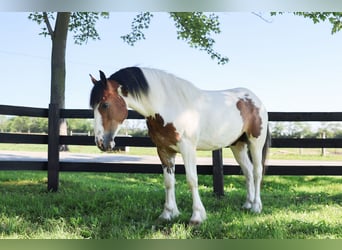 Tinker Mix, Wallach, 3 Jahre, Schecke