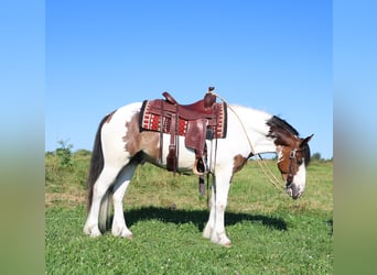 Tinker Mix, Wallach, 3 Jahre, Schecke