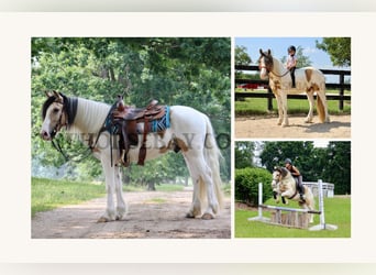 Tinker, Wallach, 3 Jahre, Tobiano-alle-Farben