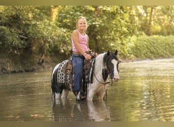 Tinker Mix, Wallach, 4 Jahre, 102 cm, Schecke