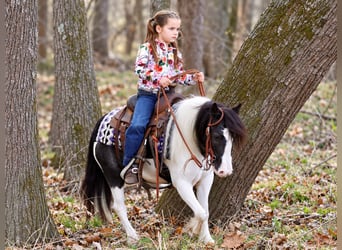 Tinker Mix, Wallach, 4 Jahre, 102 cm, Schecke