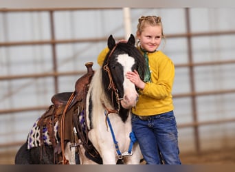 Tinker Mix, Wallach, 4 Jahre, 102 cm, Schecke
