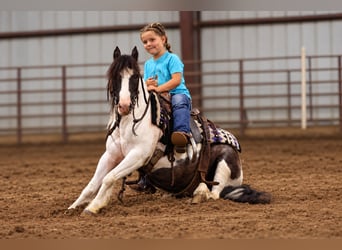 Tinker Mix, Wallach, 4 Jahre, 102 cm, Schecke