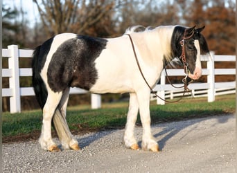 Tinker Mix, Wallach, 4 Jahre, 102 cm, Schecke