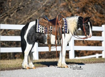 Tinker Mix, Wallach, 4 Jahre, 102 cm, Schecke