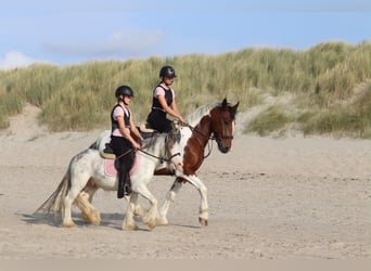 Tinker, Wallach, 4 Jahre, 118 cm