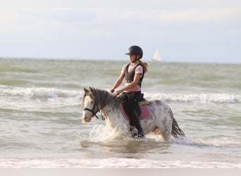 Tinker, Wallach, 4 Jahre, 118 cm