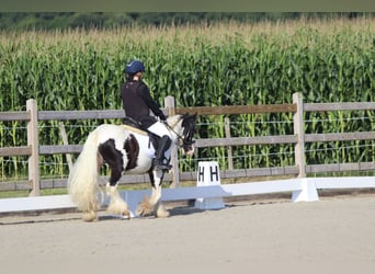 Tinker, Wallach, 4 Jahre, 120 cm, Schecke