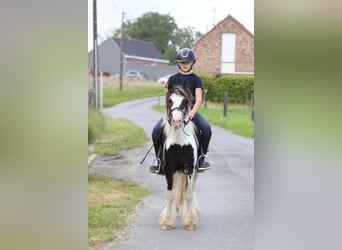 Tinker, Wallach, 4 Jahre, 120 cm, Schecke