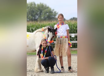 Tinker, Wallach, 4 Jahre, 120 cm, Schecke